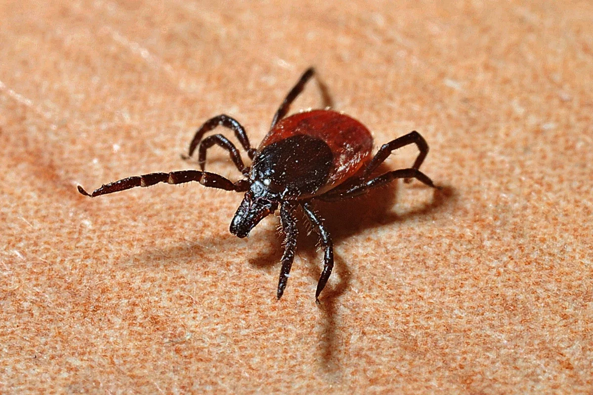 Tick-Borne Disease Outbreak Alert in NY State.