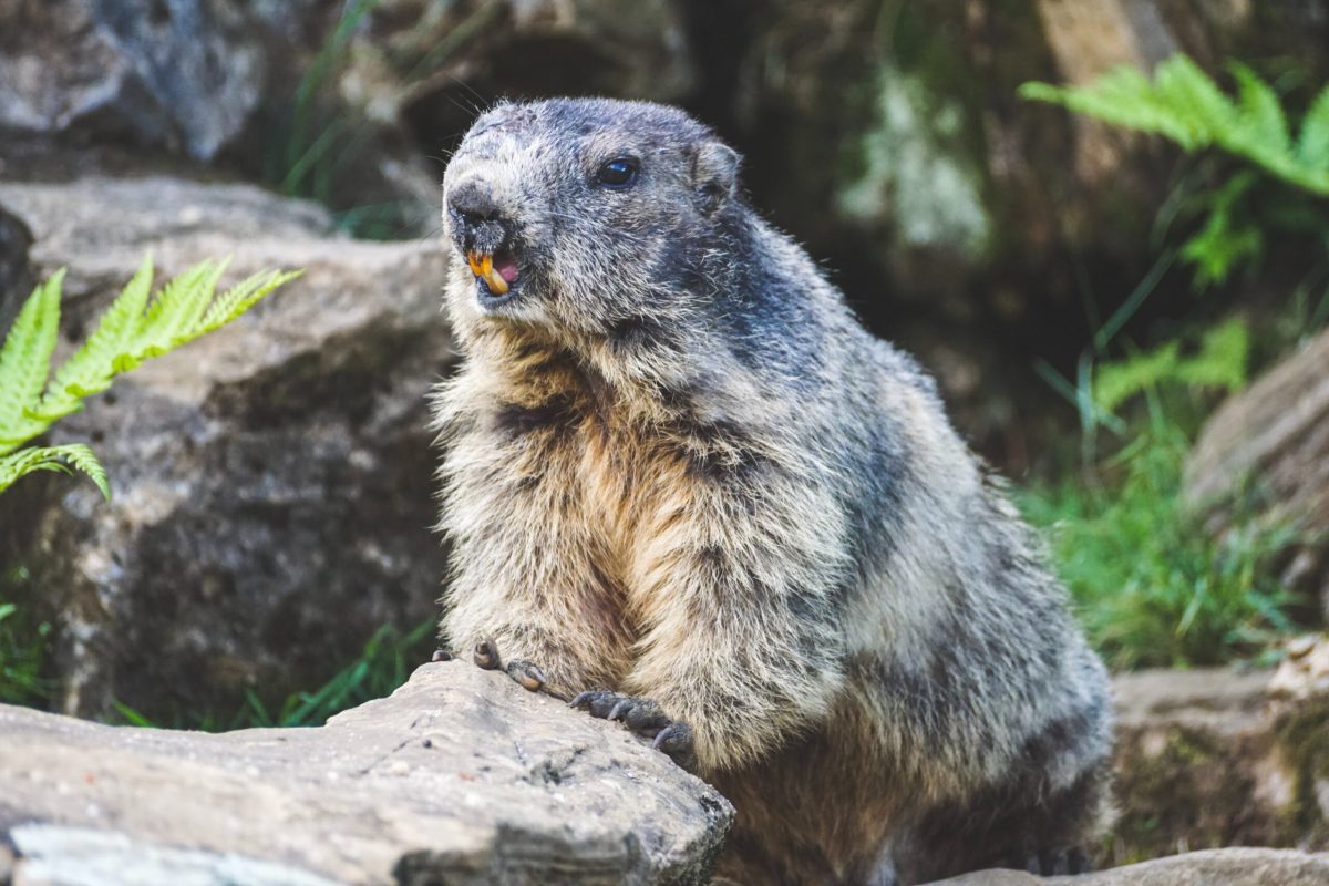 Featured image for "Rare Arrival: Baby Beavers Return to London After Centuries"