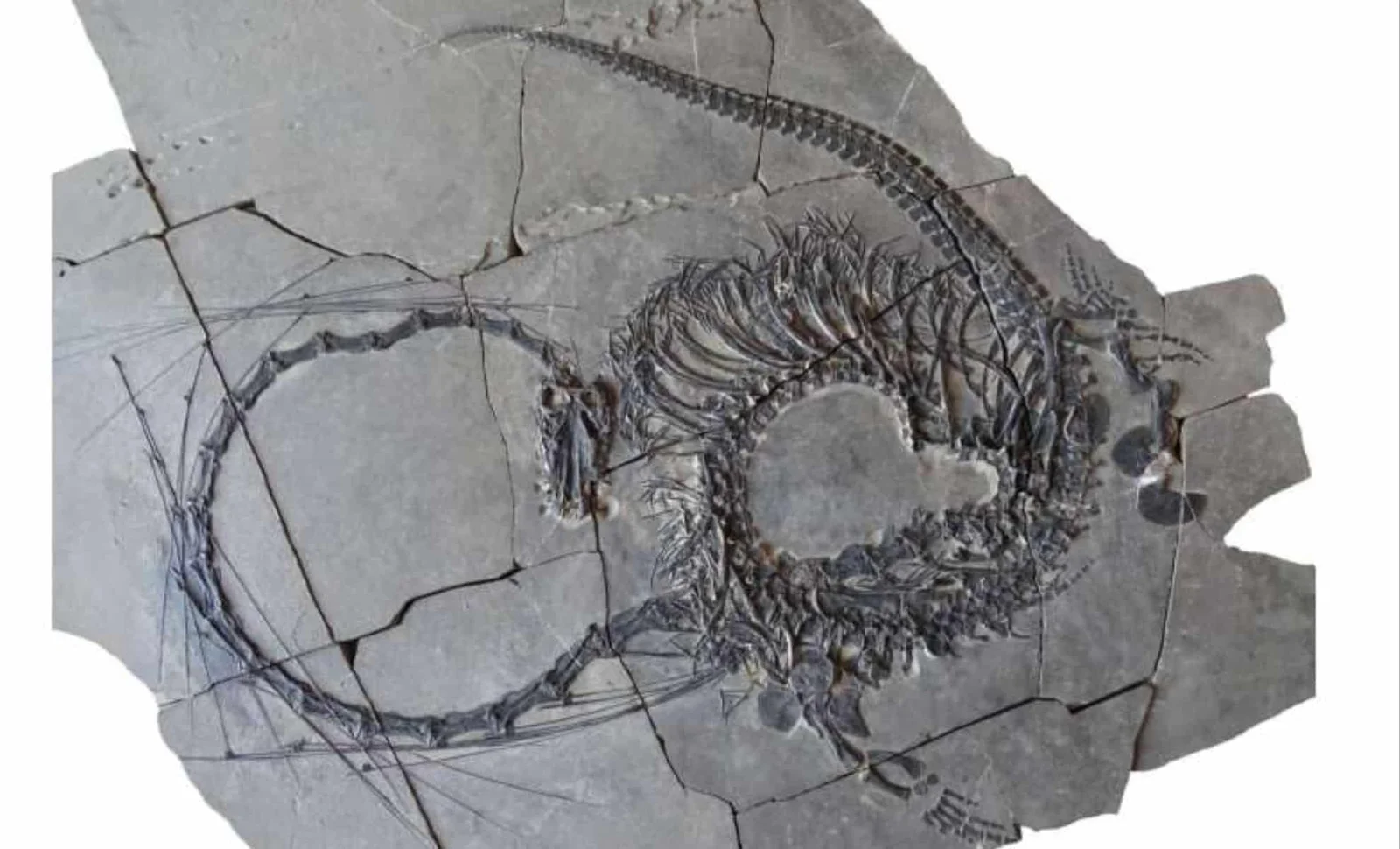 Ancient 'Dragon' Fossil Discovered in China Reveals Triassic Era Mysteries