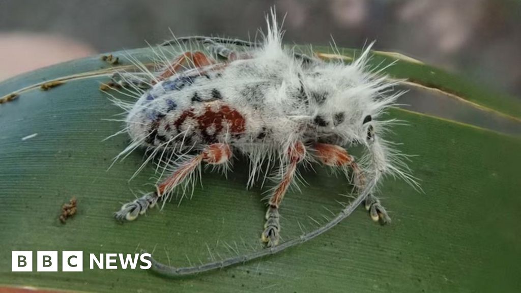 Featured image for "Camouflaged Australian Beetle Resembles Bird Droppings"