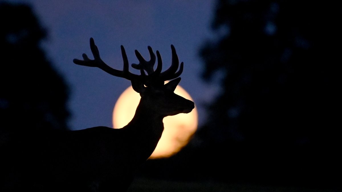 "Mark your calendars: First supermoon of 2023 visible next week!"