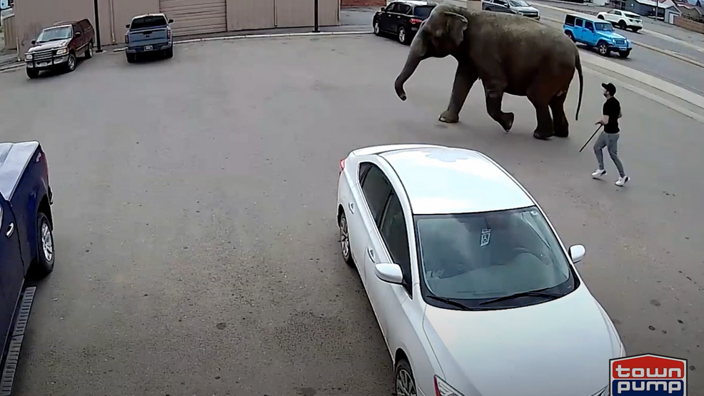 Featured image for Rogue Elephant Rampage: Circus Escape in Montana