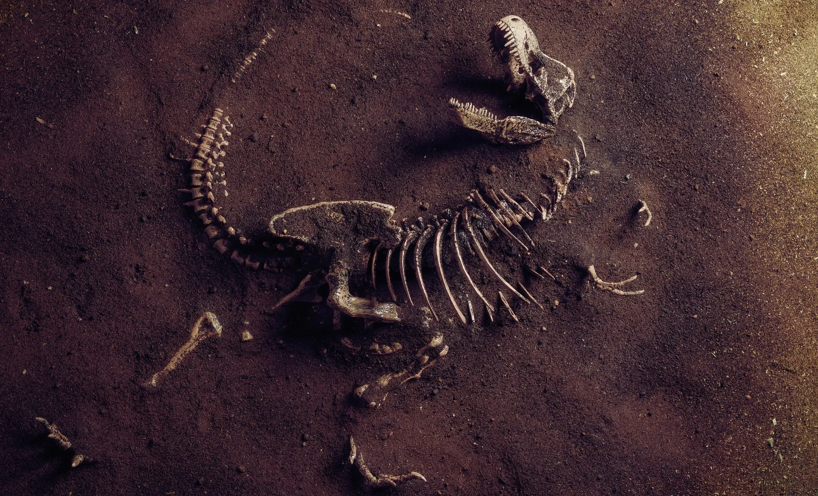 Massive Dinosaur Fossil Found in China May Surpass T. rex in Size