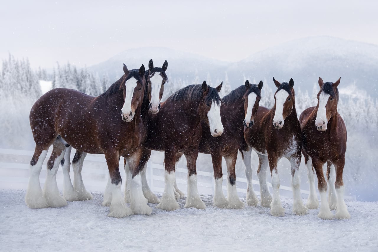 Featured image for "The Return of Budweiser Clydesdales: Super Bowl 2024 Commercial Preview"