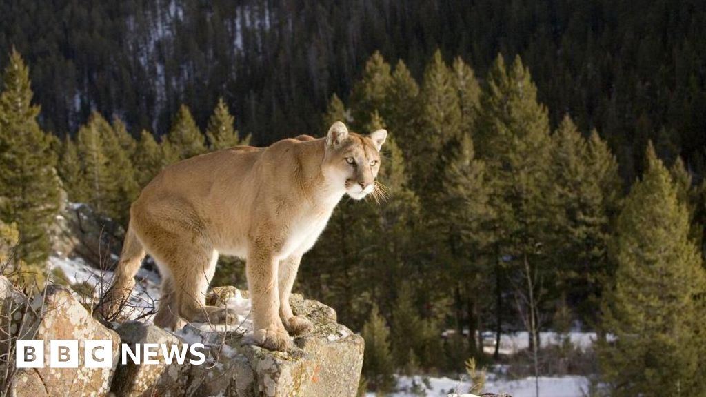 Featured image for Woman Killed in Suspected Mountain Lion Attack in Colorado