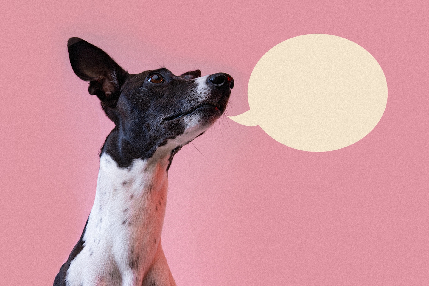 Featured image for The Science Behind Dogs Pressing Buttons to Communicate.