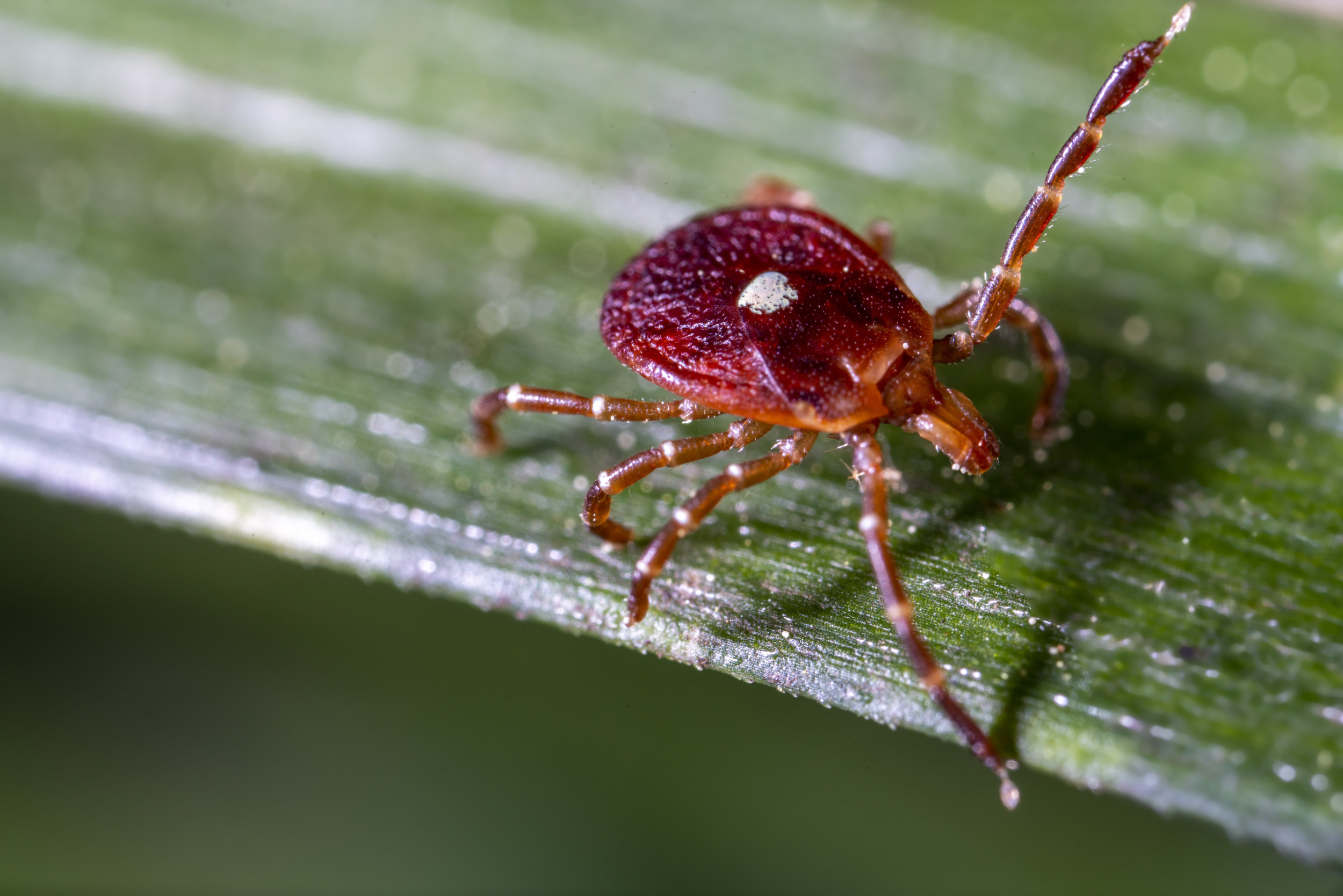 Featured image for "Beware the Lone Star Tick: Meat Allergy Risk on the Rise"