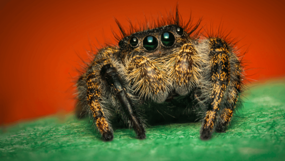 Featured image for "Jumping Spiders: The Adorable Memory Masters of Recognition"