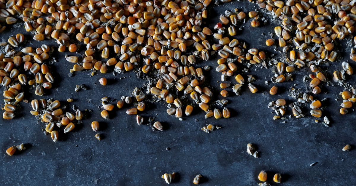 Ukraine Takes Legal Action Against EU Neighbors' Food Import Bans