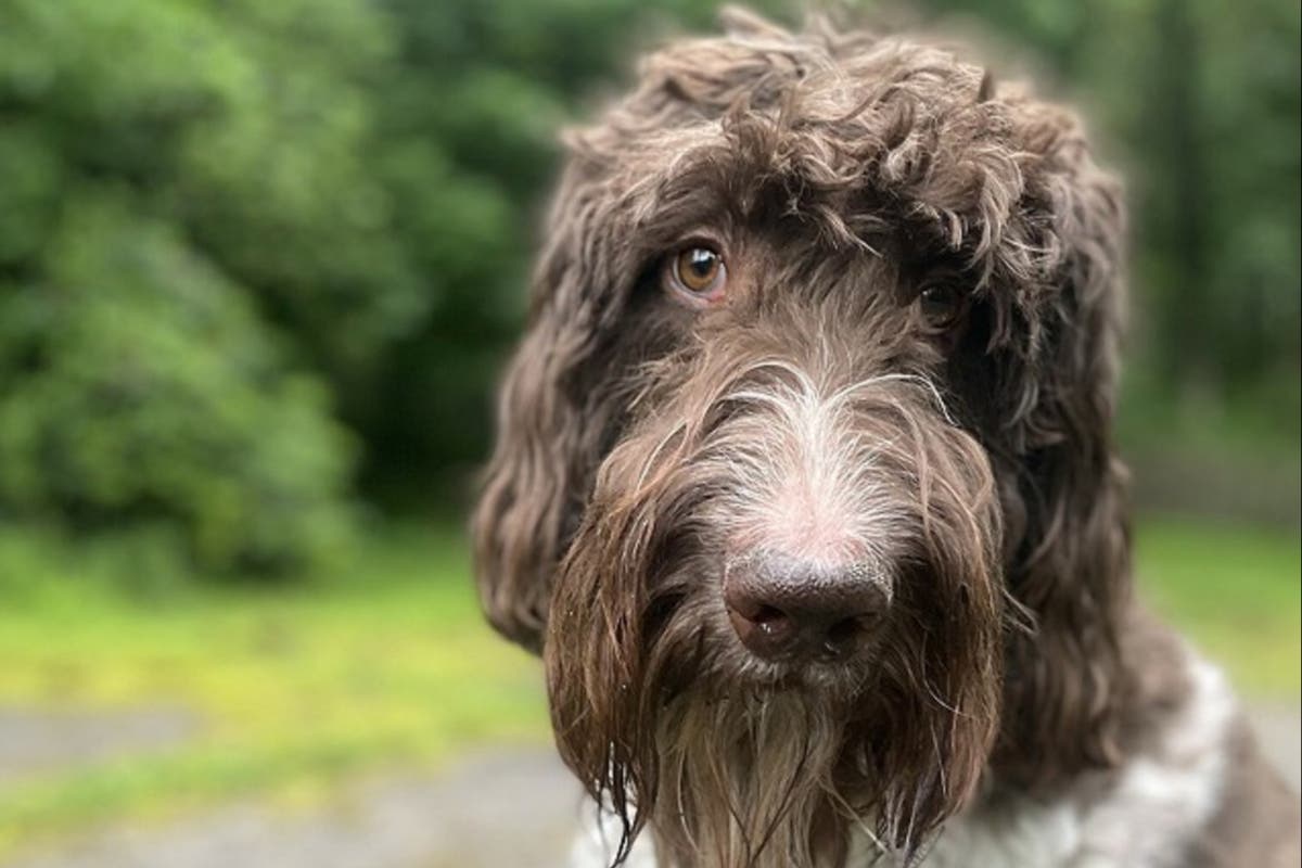 Featured image for "Pennsylvania Pooch Devours $4,000, Leaving Family in Furry Financial Fiasco"