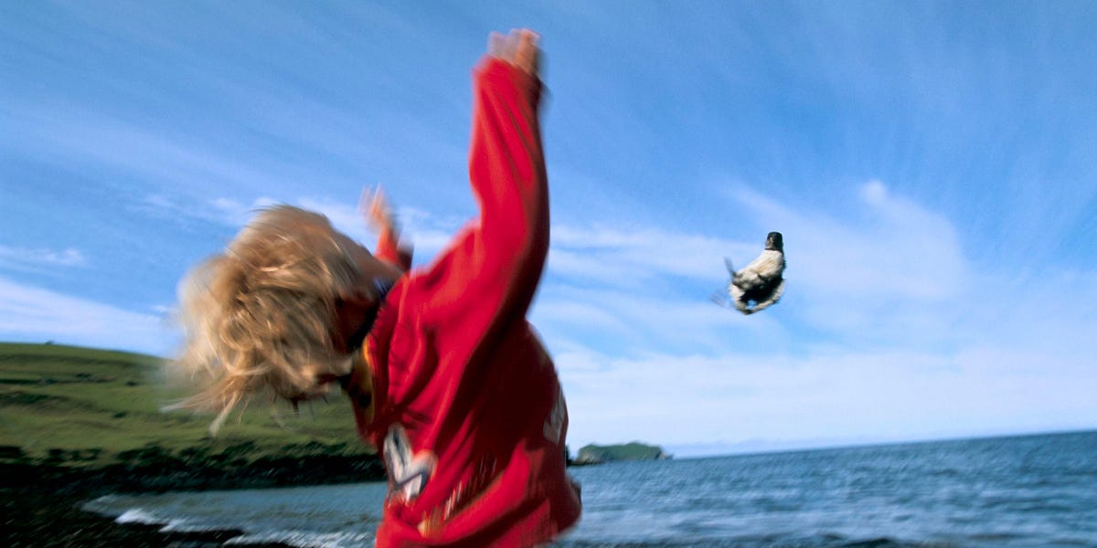 Featured image for Controversy Erupts Over Puffin Tossing Tradition on Iceland's Westman Islands