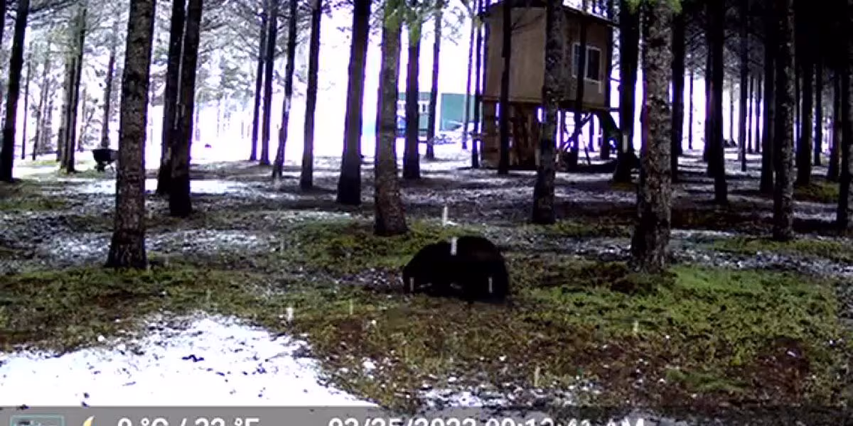 Wolverine Spotted Twice in Rare Portland Sightings.