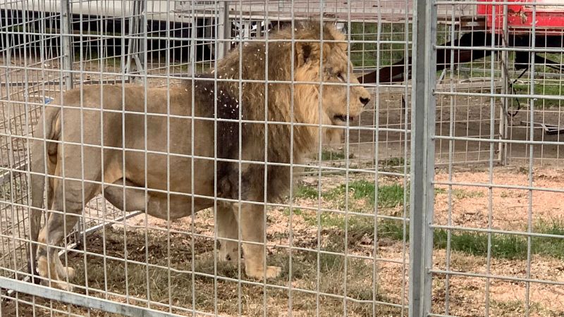 Featured image for Rome's Escaped Circus Lion Captured After Roaming Streets