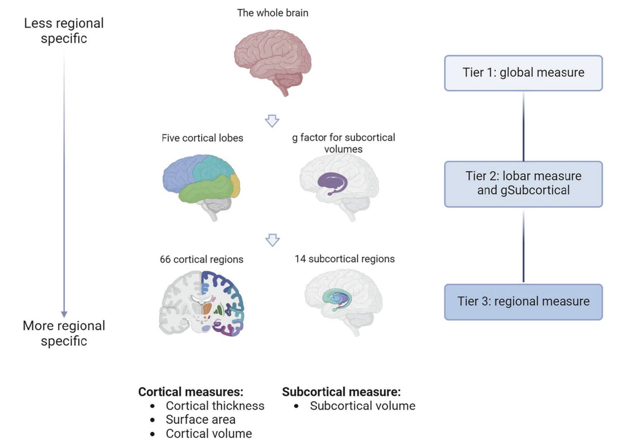 Featured image for Brain Structure Tied to Genetic Risk of Major Depression