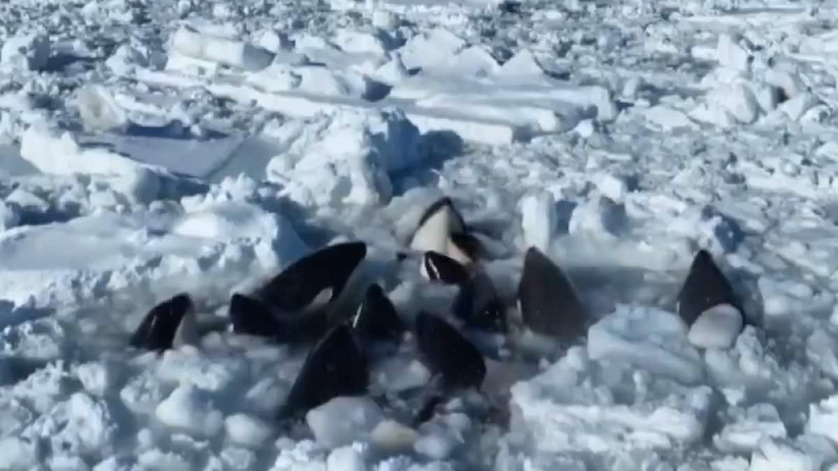 "Killer Whales Trapped in Ice: Rescue Efforts Hindered in Northern Japan"