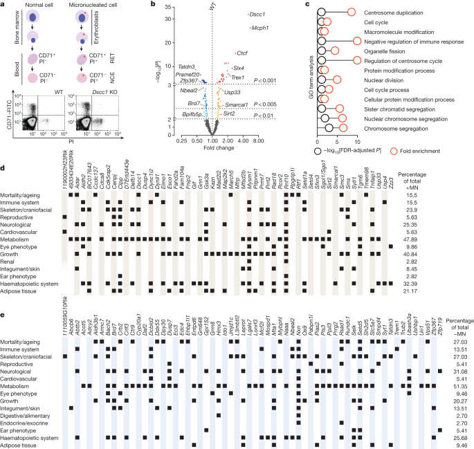 Featured image for Unveiling the Genetic Basis of DNA Damage and Micronucleus Formation