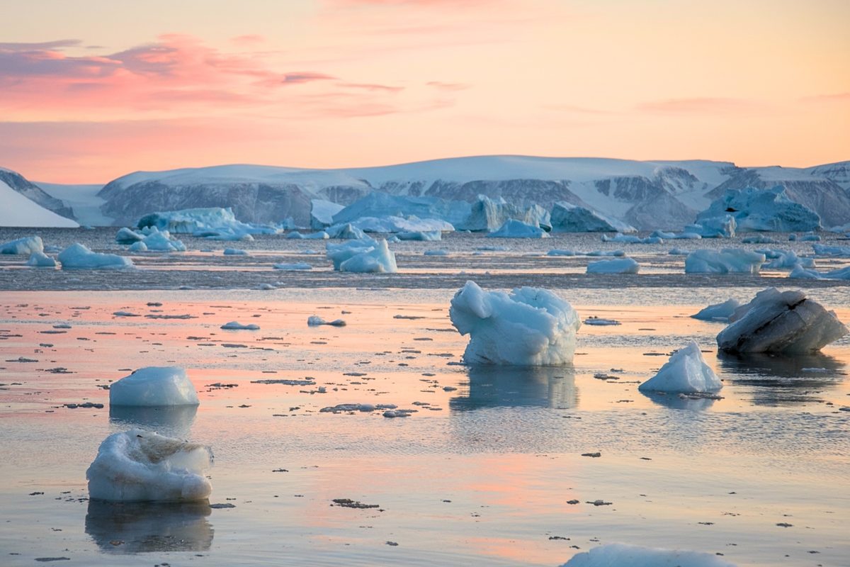 Featured image for Narwhals Disrupt Arctic Monitoring, Challenging Safety Assumptions