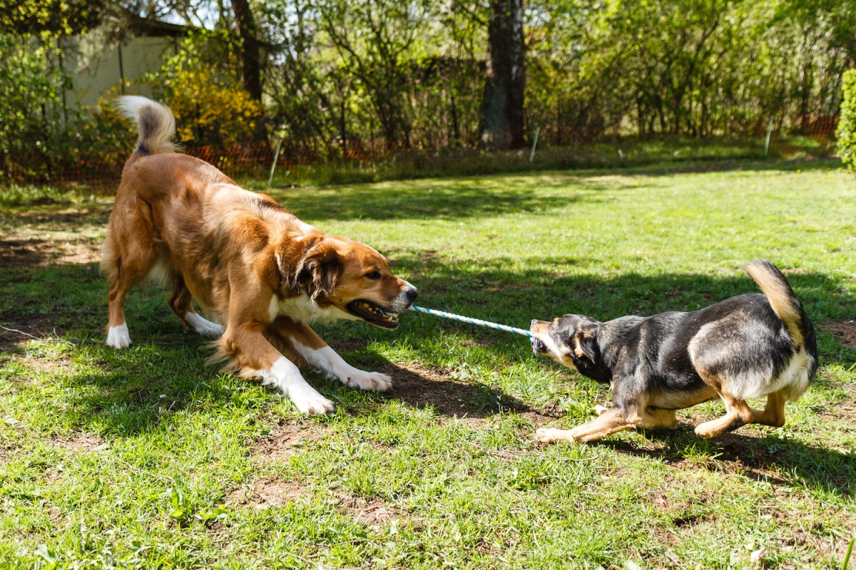 "Long-distance dog best friends melt hearts with FaceTime calls"