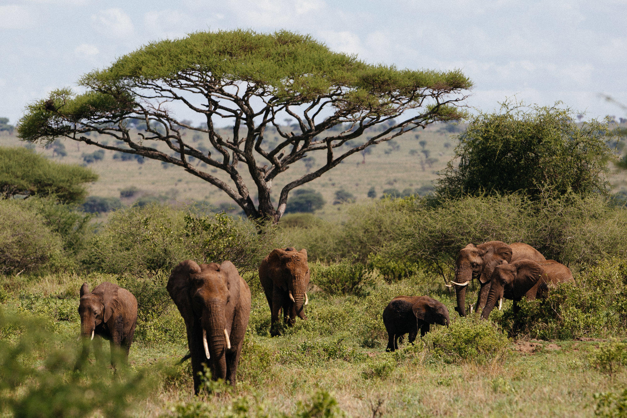 Featured image for "African Megafauna: Unveiling the Lost Giants and their Decline"