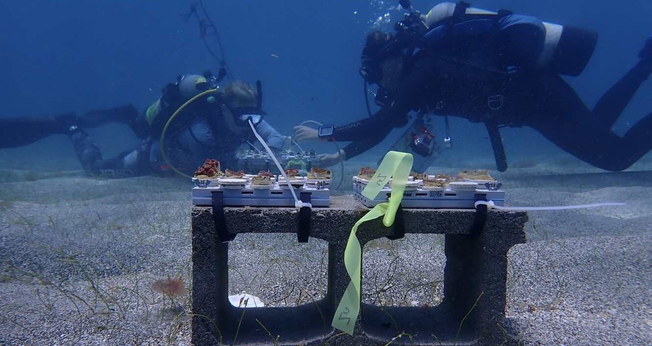 Multivitamins: A Potential Lifeline for Coral Reefs