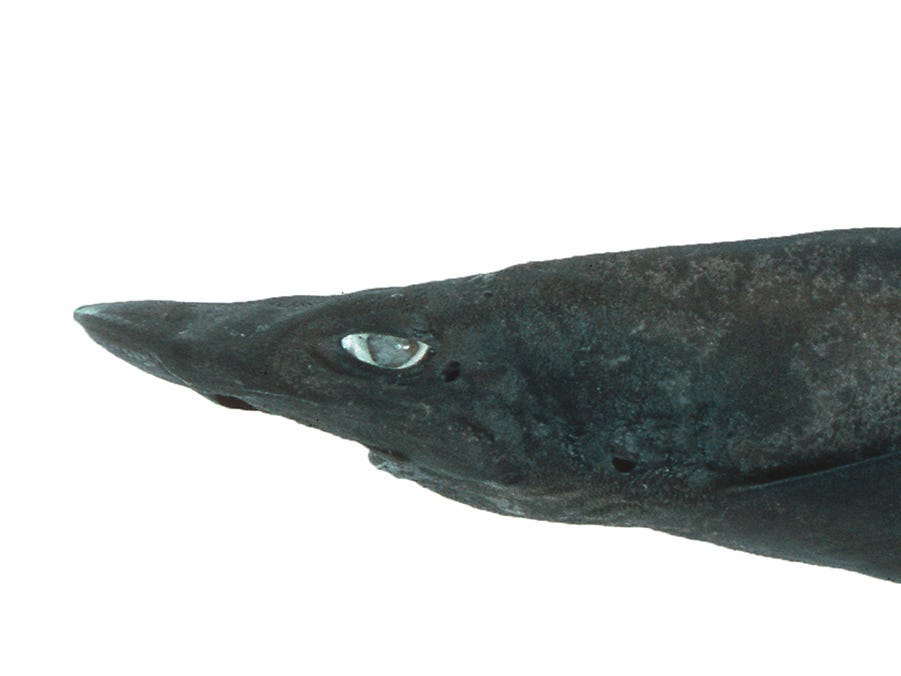 Newly Discovered Demon Catshark with Ghostly White Eyes Found off Australian Coast.