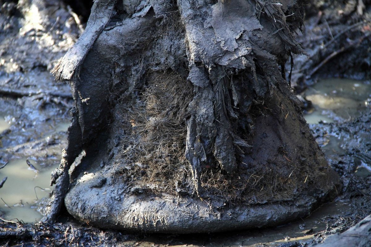 Featured image for Ancient Mammoth DNA Reveals Microbial Links to Modern Elephant Diseases