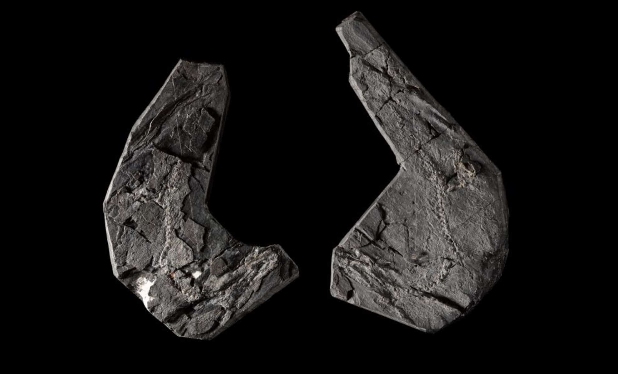 Featured image for Ancient 346-Million-Year-Old Fossil Reshapes Understanding of Terrestrial Life