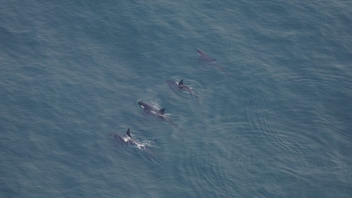 Featured image for Rare Orca Sightings off New England Coast