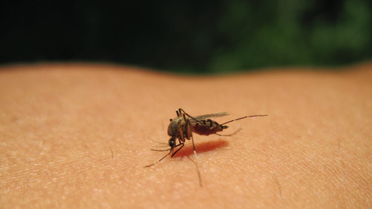 "Preventing Mosquito-Borne Illnesses: Expert Tips and Latest Updates"