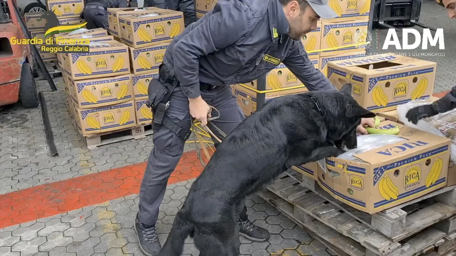 Police dog uncovers cocaine in banana shipment with expert nose.
