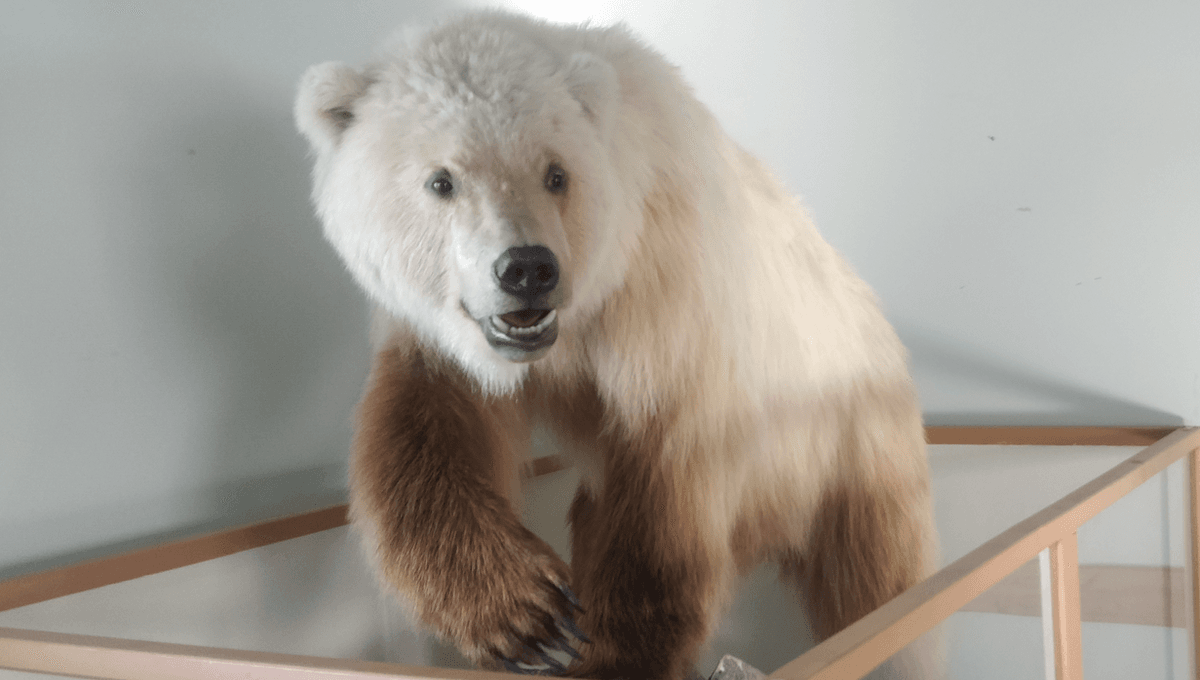 "Pizzlies: A Troubling Sign for the Arctic's Future"