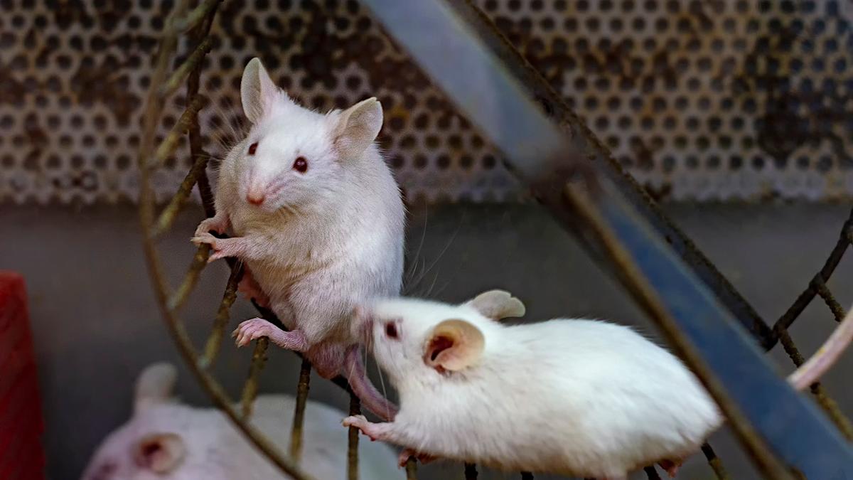 Featured image for Study Finds Exercise Type Key to Diabetes Prevention