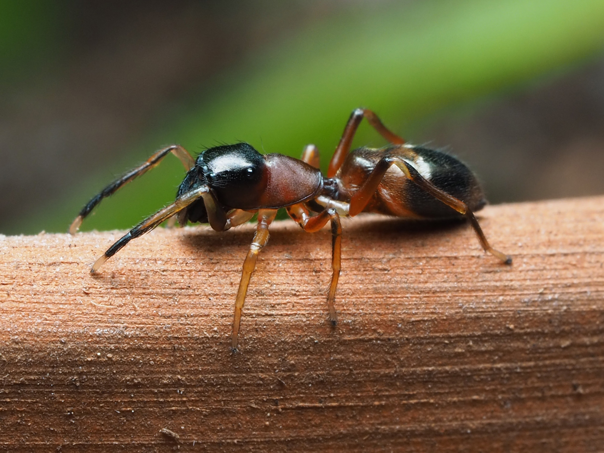 Featured image for "The Fascination with Ant Behavior: Why Everybody Wants to Be an Ant"