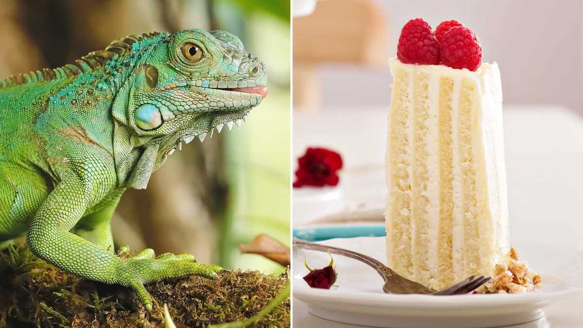 Iguana's Cake Craving Causes Mysterious Infection in Girl
