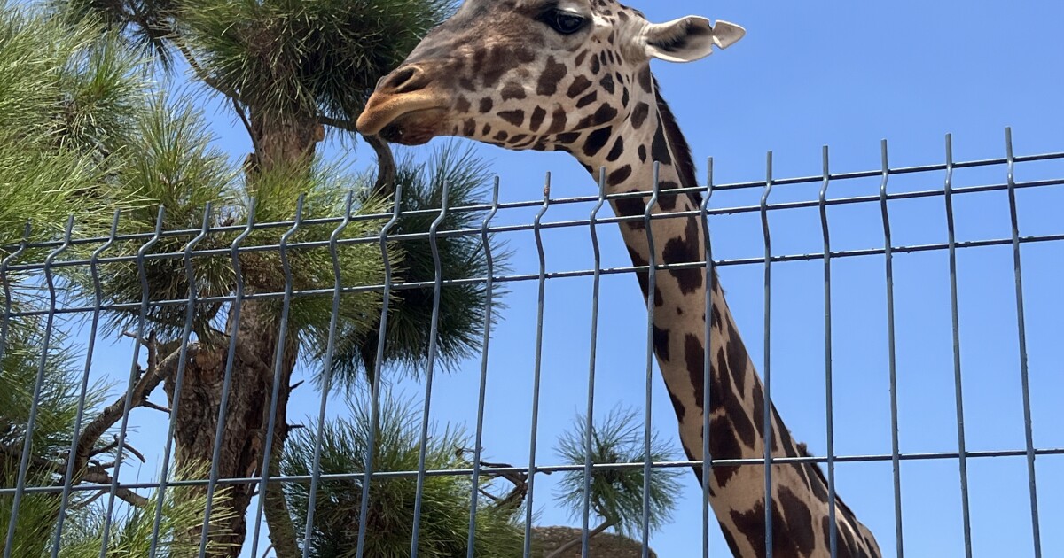 Featured image for Benito the Giraffe Finds New Home in Central Mexico