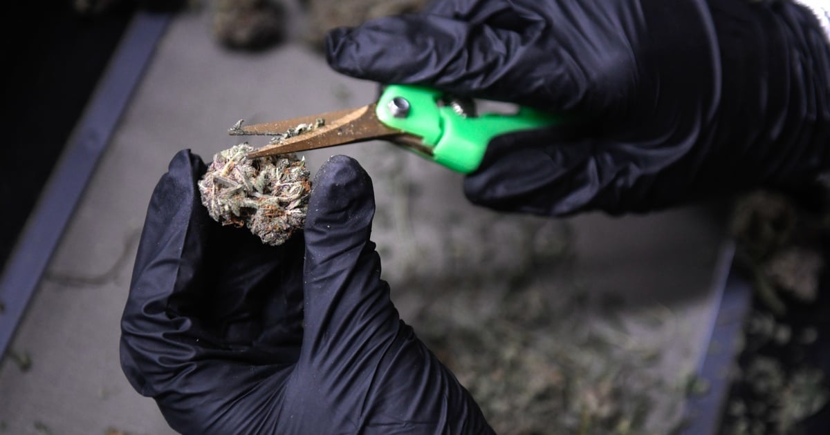 Featured image for Texas Senate Repeatedly Advances Ban on THC Amid Hemp and Marijuana Debates