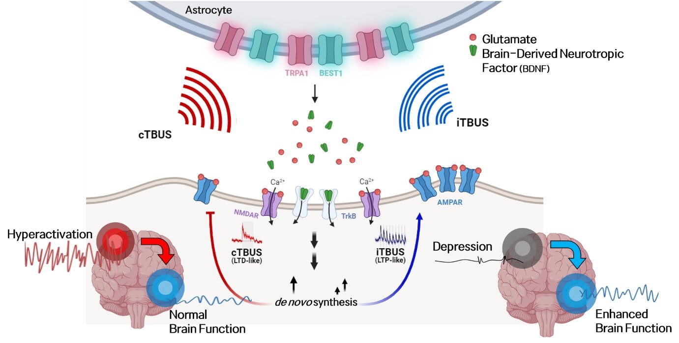 Featured image for "Revolutionizing Neurotherapy: The Promise of Low-Intensity Focused Ultrasound"