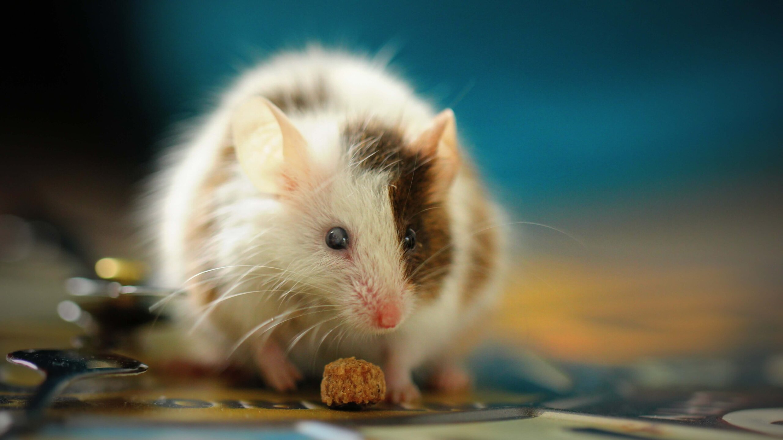 Featured image for "Restoring Brain-Body Connection Extends Mice's Life Span"