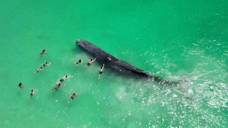 Featured image for Tragic Fate: Whale's Encounter with Swimmers Ends in Tragedy