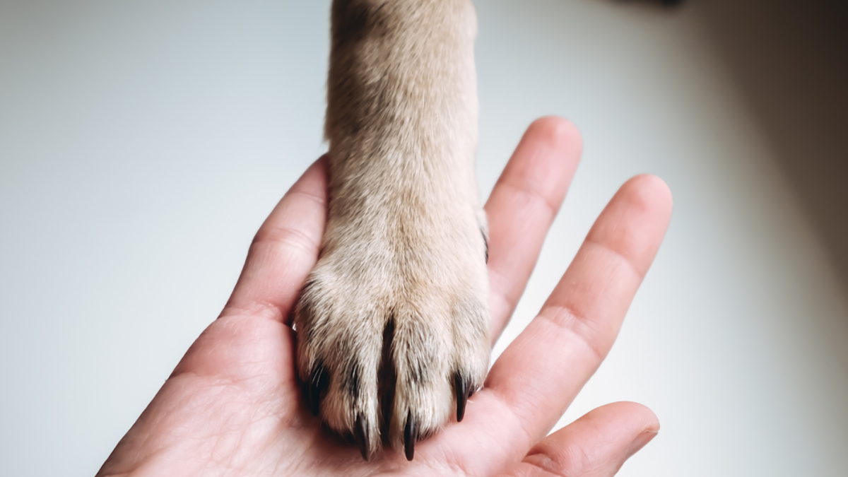 Featured image for Dog's Disapproval of Baby Burping Shows Deep Family Bonds