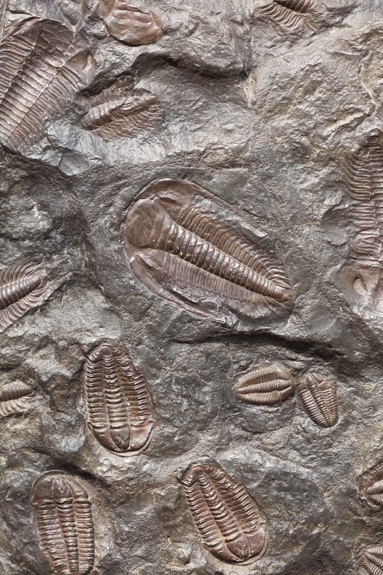 Featured image for Unveiling the Secrets of Trilobite Survival in Changing Environments