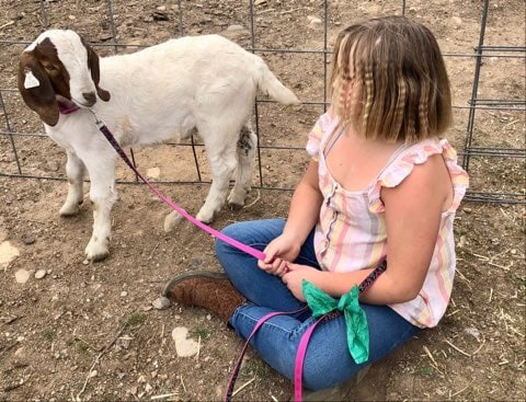 Featured image for Law enforcement kills girl's pet goat despite her refusal to sell.