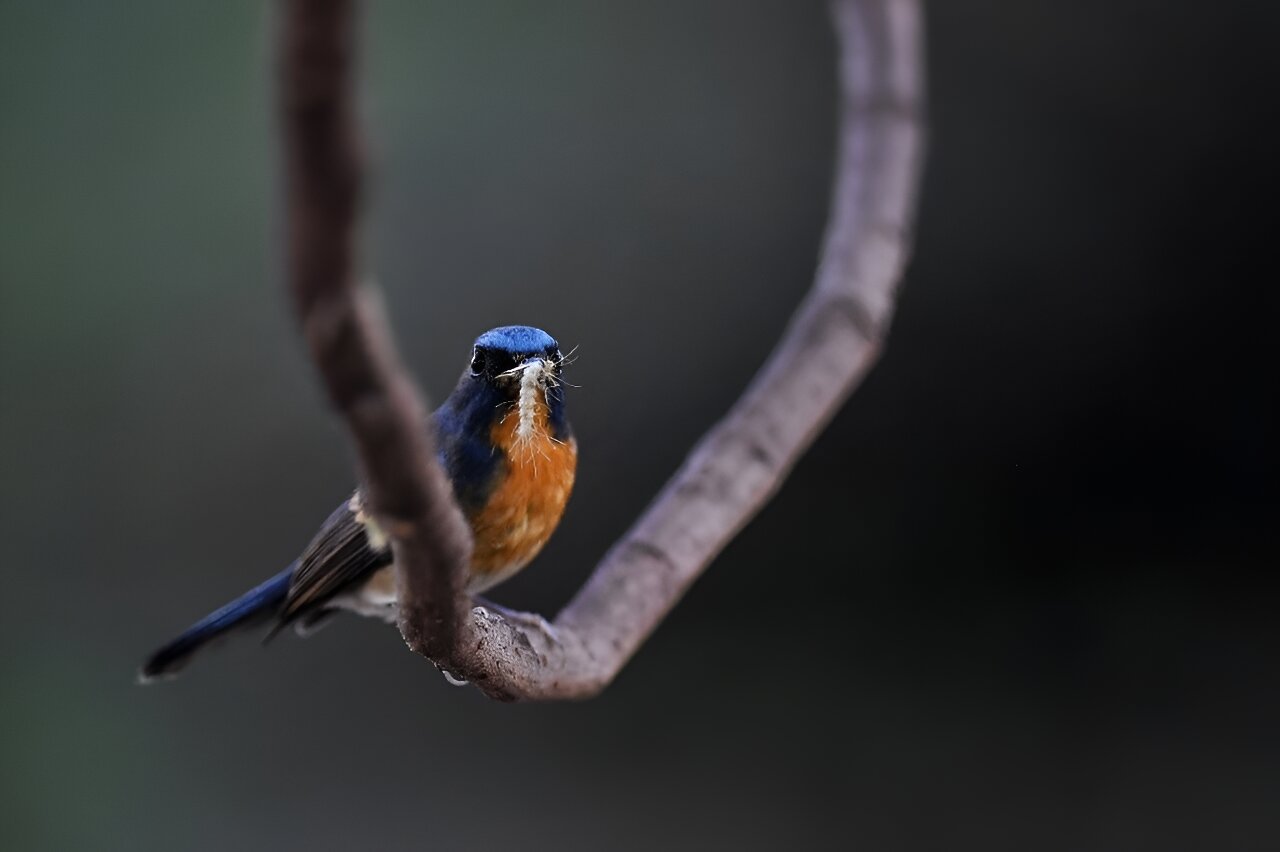 Featured image for "Nature's Allies: Harnessing Wildlife for Pesticide Reduction"