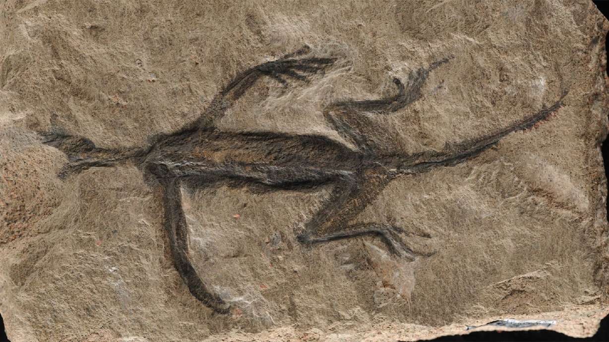 Featured image for "Debunking the Myth: Uncovering the True Nature of a Famous Fossil"