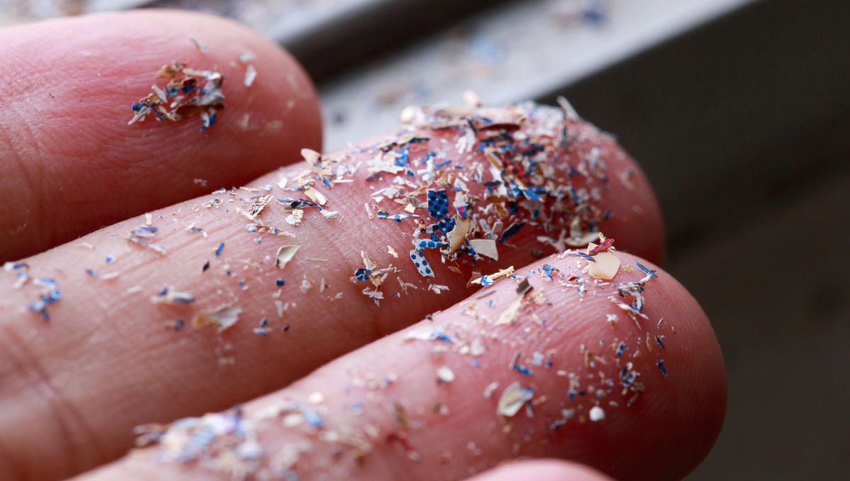Microplastics Found in Brain Just Hours After Ingestion