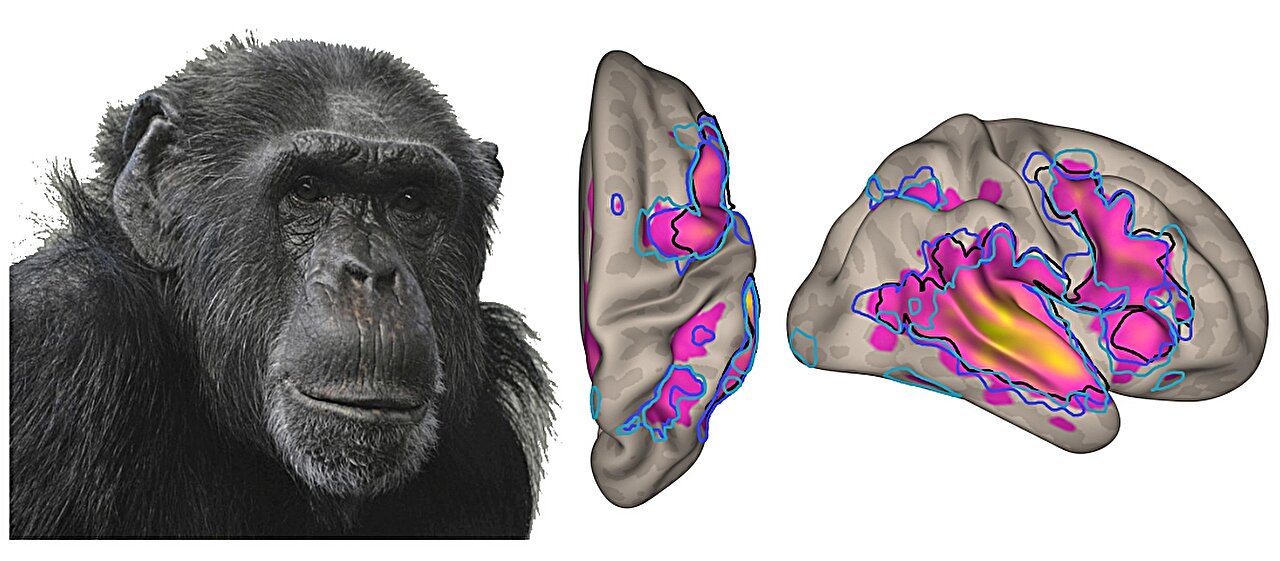 Featured image for Cracking the Code: Decoding Primate Language
