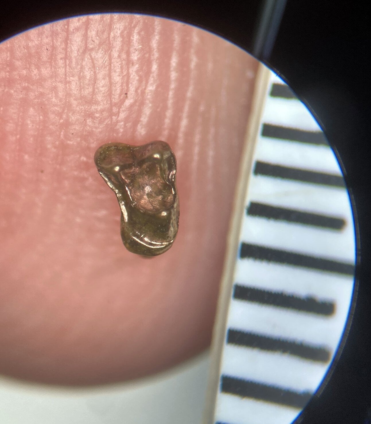 Featured image for "Discovery of Ancient Tooth Reveals Surprising Monkey Migration from Africa to South America"