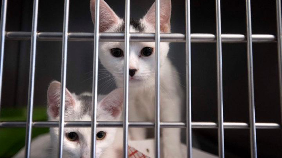 Featured image for Rabies Outbreak: Two Stray Kittens in New Hampshire Test Positive