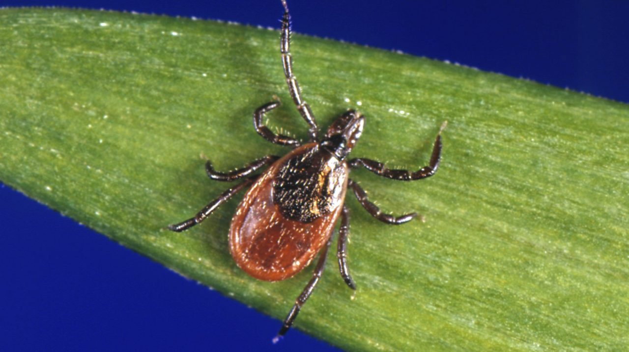 Featured image for Connecticut Reports Four Cases of Powassan Virus