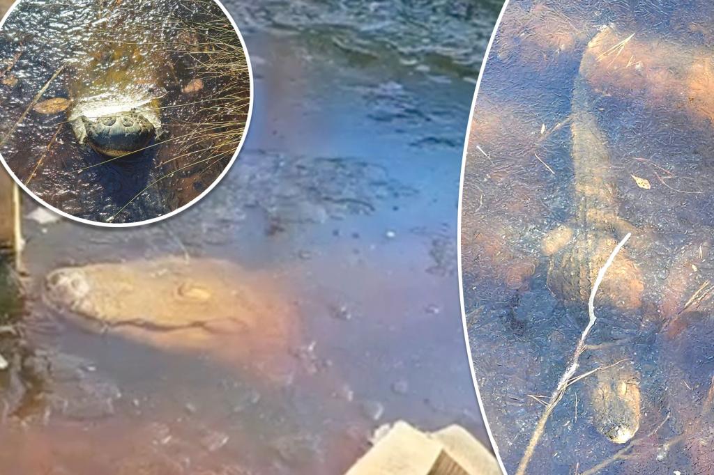 Featured image for 'Gatorcicles' and Brumating Alligators: Surviving Freezing Temperatures